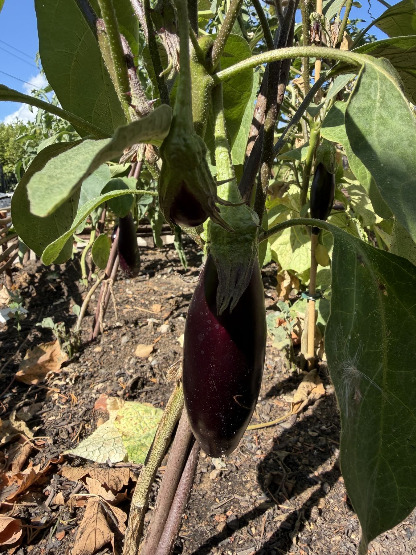 Aubergines growing in the kitchen garden